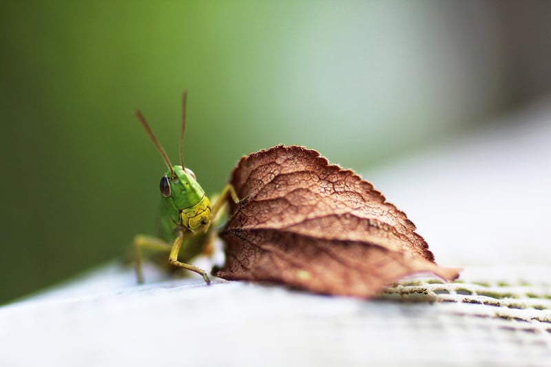 Wildlife Specialist